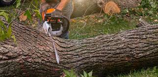 Reliable Badger, AK  Tree Services Solutions